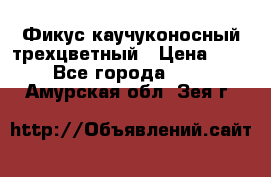 Фикус каучуконосный трехцветный › Цена ­ 500 - Все города  »    . Амурская обл.,Зея г.